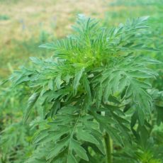 Ambrozia – plantă alergică!